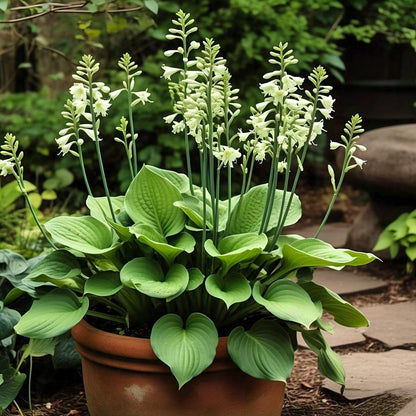 120+ Hosta 'Touch of Class' Mixed Flower Seeds | Blue, Yellow & Green | Easy to Grow | Exotic Garden Flowers | Suitable for All Seasons in India