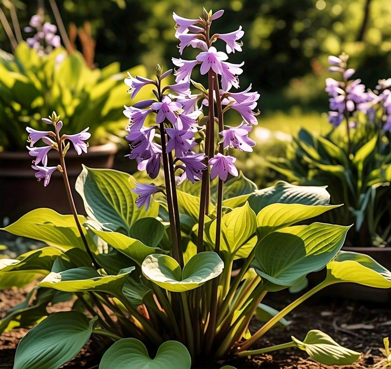 120+ Hosta 'Touch of Class' Mixed Flower Seeds | Blue, Yellow & Green | Easy to Grow | Exotic Garden Flowers | Suitable for All Seasons in India