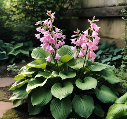120+ Hosta 'Touch of Class' Mixed Flower Seeds | Blue, Yellow & Green | Easy to Grow | Exotic Garden Flowers | Suitable for All Seasons in India