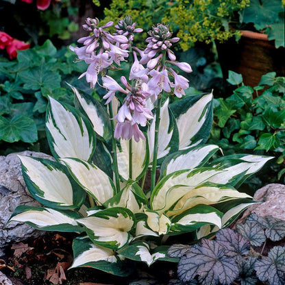 120+ Hosta 'Touch of Class' Mixed Flower Seeds | Blue, Yellow & Green | Easy to Grow | Exotic Garden Flowers | Suitable for All Seasons in India
