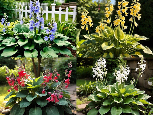 120+ Hosta 'Touch of Class' Mixed Flower Seeds | Blue, Yellow & Green | Easy to Grow | Exotic Garden Flowers | Suitable for All Seasons in India
