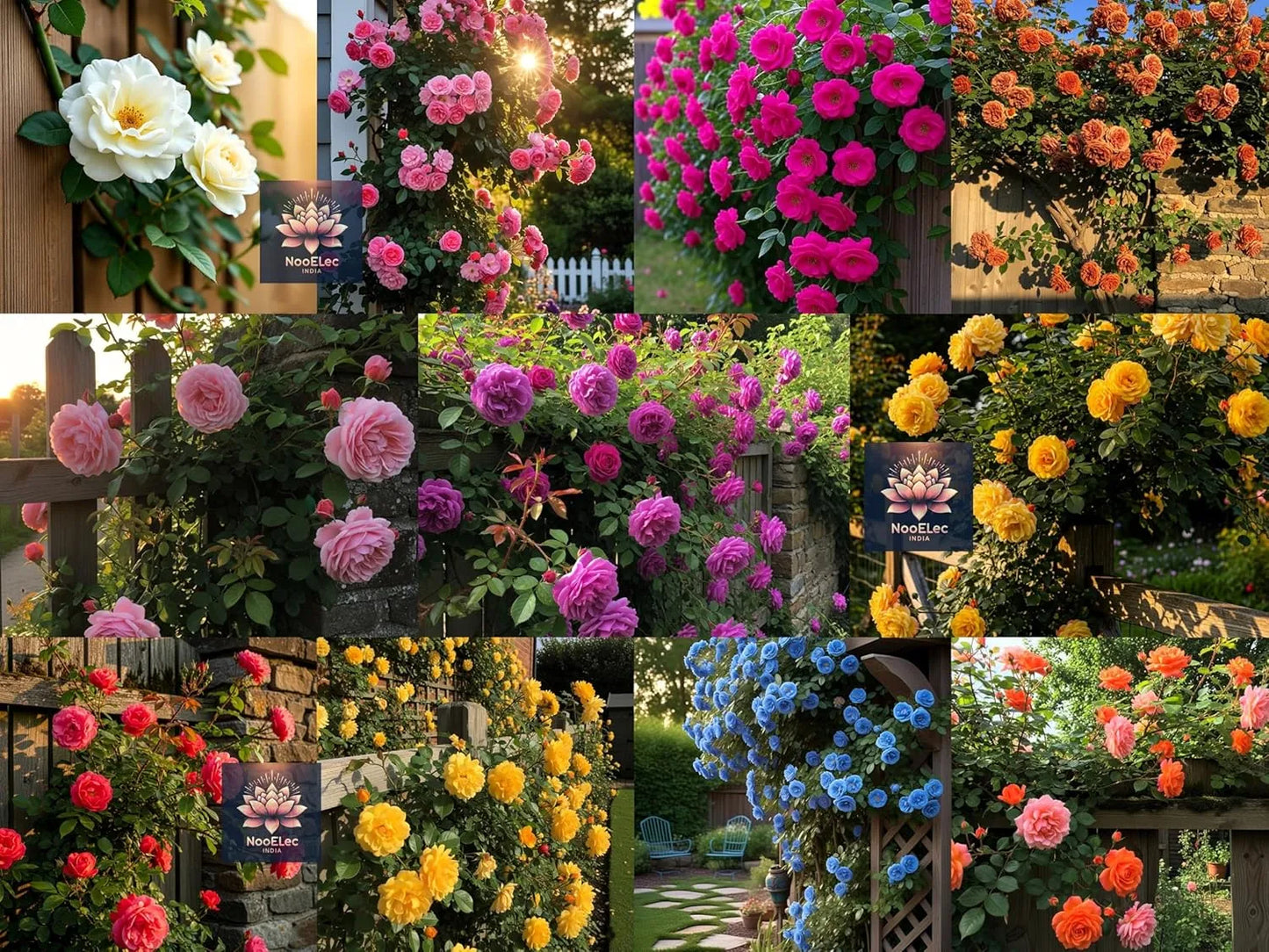 Premium Climbing Rose Flower Seeds – Buy 1 Get 1 Free | ₹499 Only