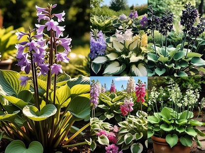 120+ Hosta 'Touch of Class' Mixed Flower Seeds | Blue, Yellow & Green | Easy to Grow | Exotic Garden Flowers | Suitable for All Seasons in India