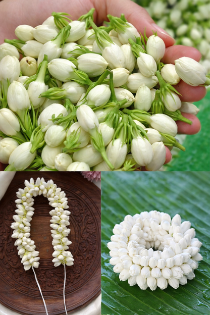 Double Jasmine (Mogra) Flower Seeds | Limited-Time Buy 1 Get 1 Free