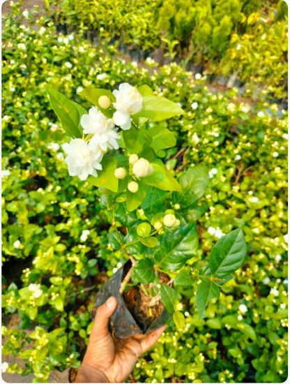 Double Jasmine (Mogra) Flower Seeds | Limited-Time Buy 1 Get 1 Free