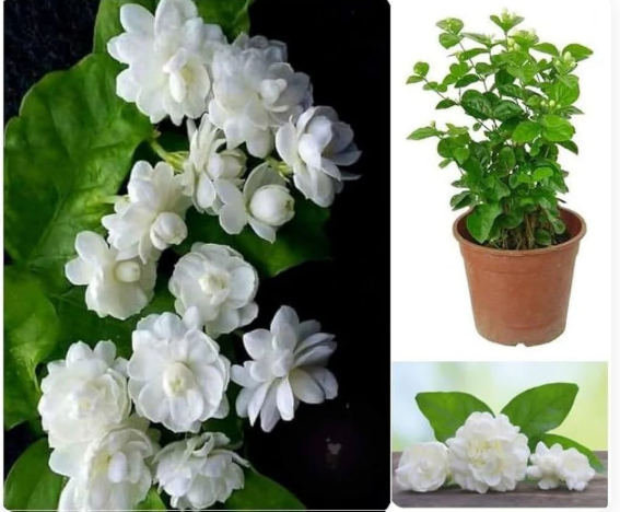 Double Jasmine (Mogra) Flower Seeds | Limited-Time Buy 1 Get 1 Free