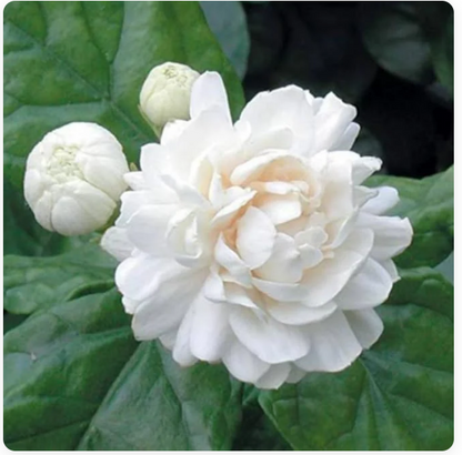 Double Jasmine (Mogra) Flower Seeds | Limited-Time Buy 1 Get 1 Free
