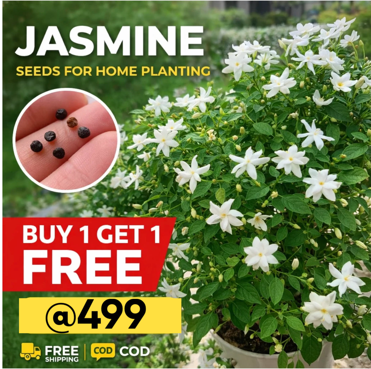 Double Jasmine (Mogra) Flower Seeds | Limited-Time Buy 1 Get 1 Free