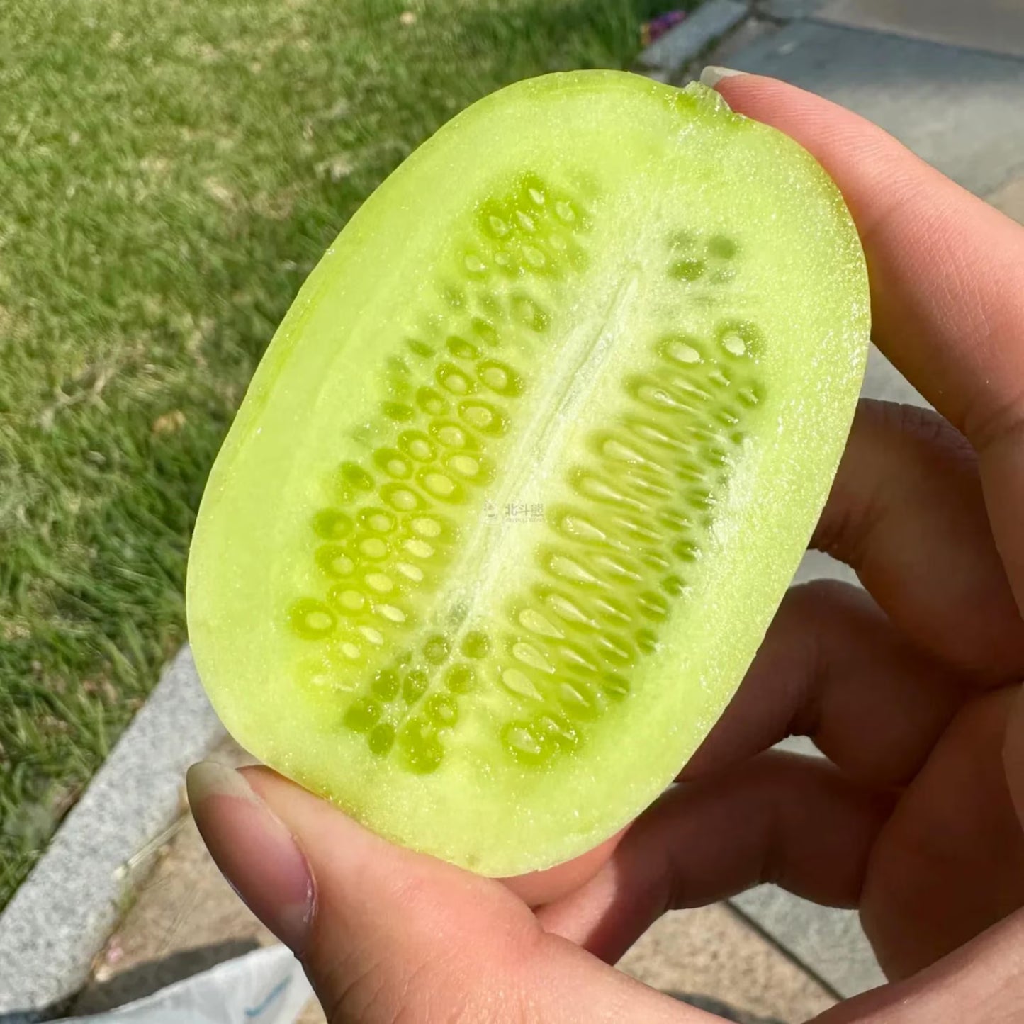 Premium Jade Mini Cucumber Seeds | High-Yield Vegetable Seeds