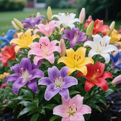 🌼 Premium Perfume Lily Bulbs | Exclusive Collection | Limited Stock Available